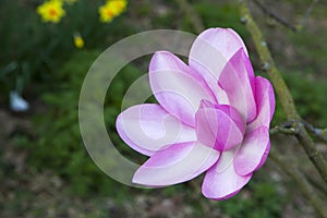 Spring in London. Magnolia `Leonard Messel`, Pink flower and bud opening on tree