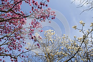 Spring in London. Magnolia `Leonard Messel`, Pink flower and bud opening on tree