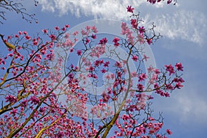 Spring in London. Magnolia `Leonard Messel`, Pink flower and bud opening on tree