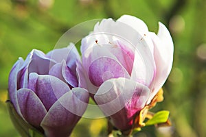 Spring in London. Magnolia `Leonard Messel`, Pink flower and bud opening on tree