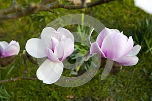 Spring in London. Magnolia `Leonard Messel`, Pink flower and bud opening on tree