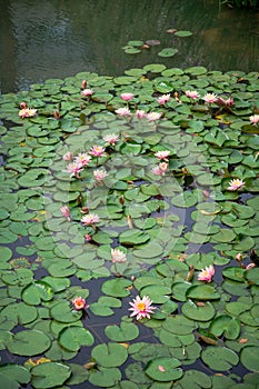spring Lotus flower