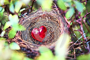 Spring love. Birds nest with a red heart.