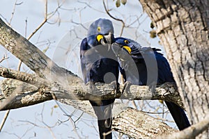 Spring Love: Hyacinth Macaw Pair Buddies