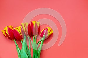 Spring lovely flowers on pink background. Red and yellow tulips on pink backdrop with copyspace for text.