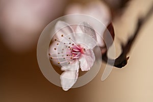 Spring macro cherry blossom tree branch on dark bokeh background. Selective focus