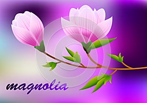 Spring magnolia background with blossom brunch of pink flowers. Vector