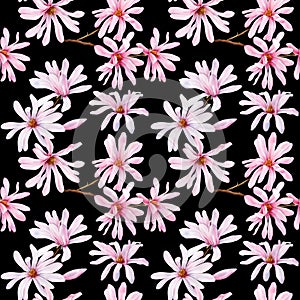 Spring magnolia blooming flowers. Seamless pattern pink blossom branches. Watercolor floral design on black background