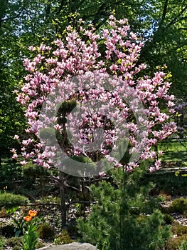 Spring. Magnolia is blooms in the garden