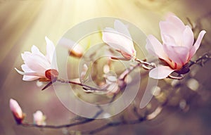 Spring magnolia blossom background