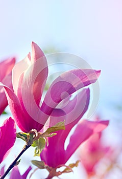 Spring Magnolia blossoms