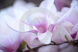 Spring Magnolia in Boston Massachusetts Back Bay