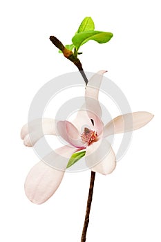 Spring Magnolia Flower