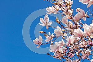 Spring Magnolia Flowers and Blue Sky