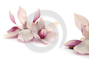 Spring magnolia flowers on white background