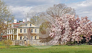 Spring Magnolia tree and Bellefield administration building at FDR Historic Site photo