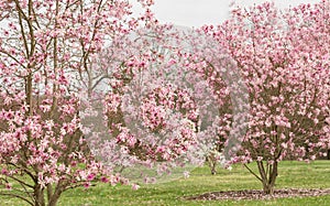 Spring Magnolia Trees