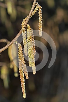 Spring: Male inflorescences of hazelnut, Corylus avellana