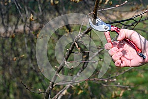 In the spring, a man cuts and trims the branches of a fruit-bearing tree.