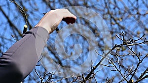 In the spring, a man cuts and trims the branches of a fruit-bearing tree.