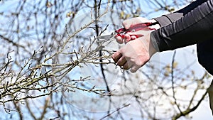 In the spring, a man cuts and trims the branches of a fruit-bearing tree.