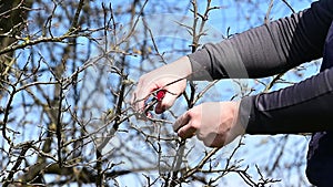 In the spring, a man cuts and trims the branches of a fruit-bearing tree.