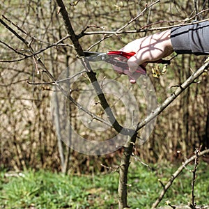 In the spring, a man cuts and trims the branches of a fruit-bearing tree.