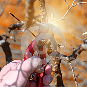 In the spring, a man cuts and trims the branches of a fruit-bearing tree.