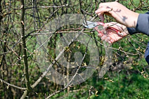 In the spring, a man cuts and trims the branches of a fruit-bearing tree.