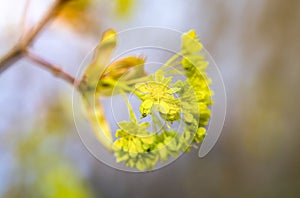 Spring maple blossom, maple flowers close-up on a blurry background