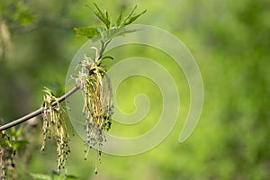 Spring. Maple branch with blossoming young leaves and flowers