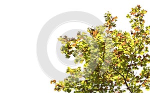 Spring maple leaf color change red green yellow orange on white background of file with Clipping Path