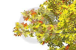 Spring maple leaf color change red green yellow orange on white background of file with Clipping Path