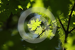 spring maple leaf in the forest close up of leaves backlit by morning sun may