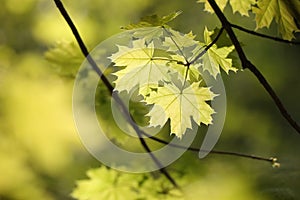 spring maple leaves in the forest close up of leaf backlit by morning sun april