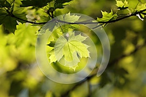 spring maple leaves in the forest close up of leaf backlit by morning sun april