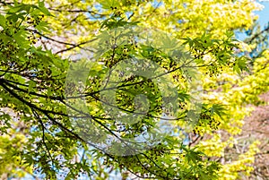 Spring maple leaves at the Hirosaki Castle Park