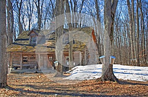 Spring, maple syrup season. photo