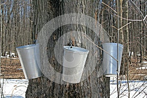 Spring, maple syrup season.