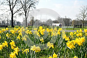 Spring in March, the daffodils are full in bloom