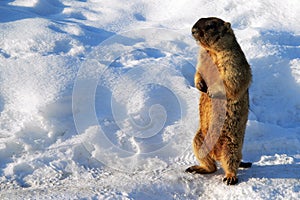Spring marmot