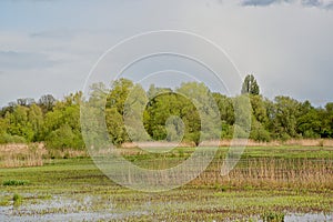 spring marsh landscape in the flemish countryside
