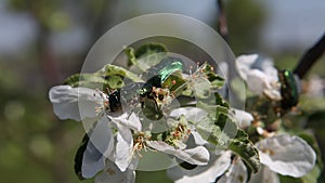 Spring, may, Apple tree in bloom.