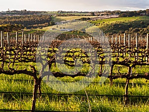 Spring in McLaren Vale Vineyard