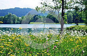 Spring meadow