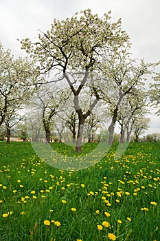 Spring Meadow