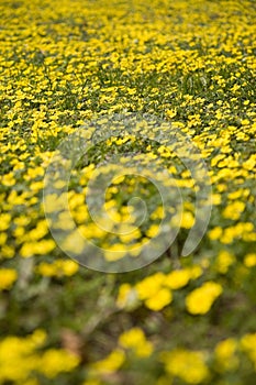 Spring meadow 2