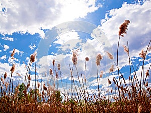 Spring meadow