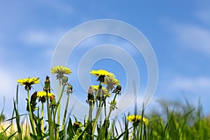 Spring meadow