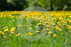 The spring meadow